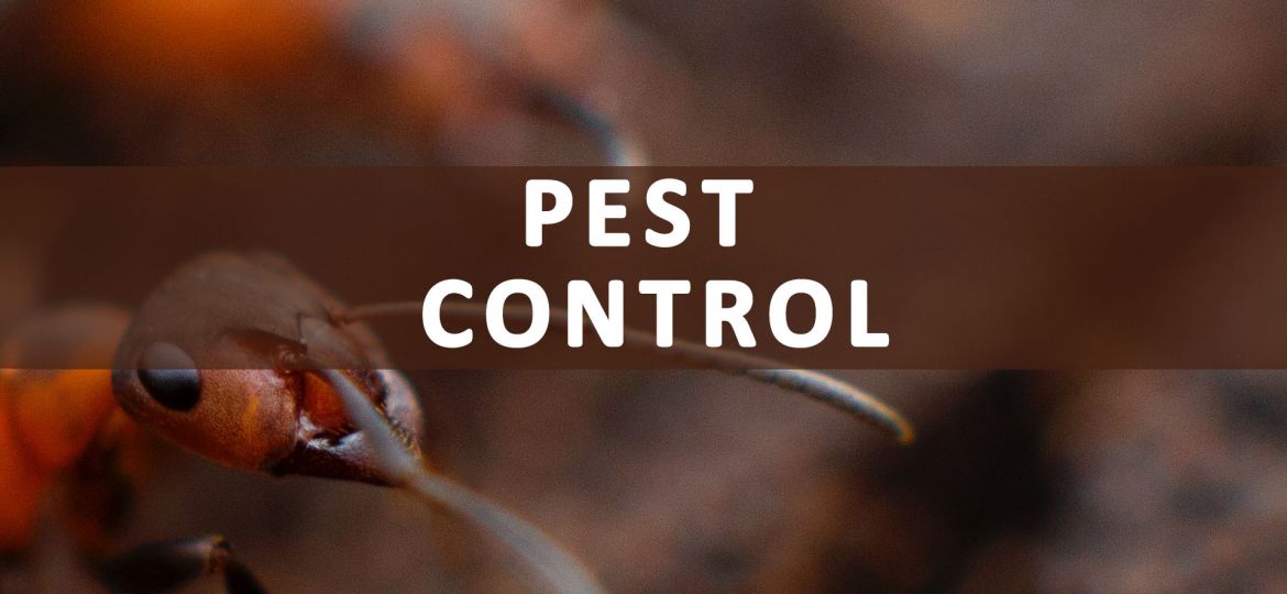 Pest-Control-Service-payments-Recovered